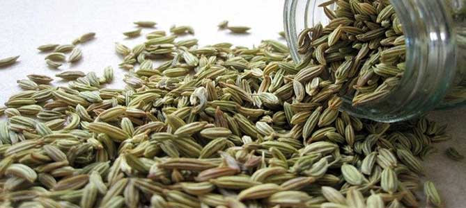 fennel seed use