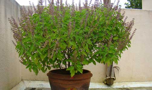 tulsi