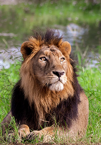 Asiatic lion